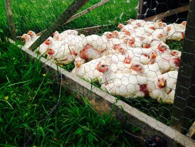 Pasture Raised Broiler Chickens. Multiple product options available: 2