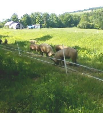  beef assortment 10 lbs @ $7.95 lb ($79.50) + insul shipping @ $14.95=$94.45