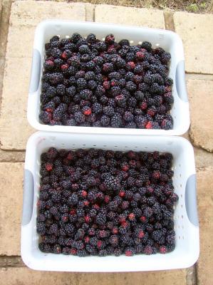 Blackberry jam, de-seeded, 1/2 pint jar