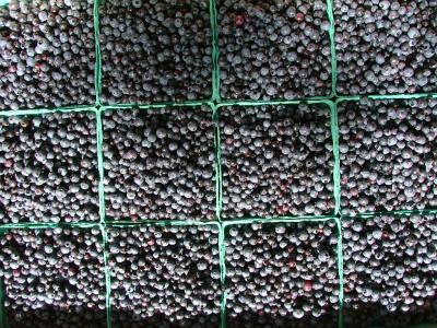 Main wild low bush blueberries