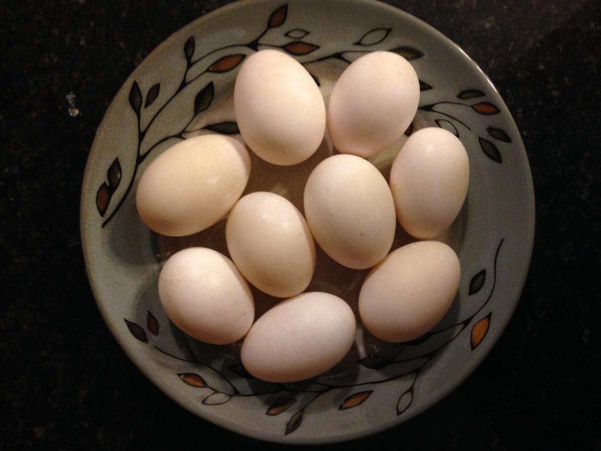 Free Range Duck Eggs