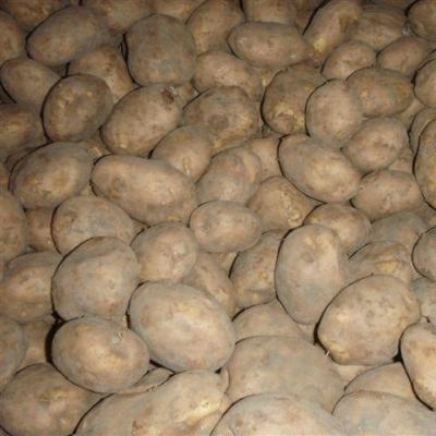картофель