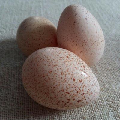 индюшиные яйца