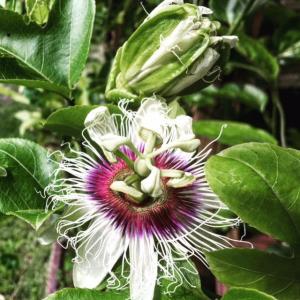 Passion Flower Herb ~ Organic ~ Picked Fresh Naturally Dried USA Passion Flower Herb ~ Organic ~ Picked Fresh Naturally Dried USA