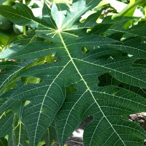 Papaya Leaves Fresh Picked Organic ~ Shipped Same Day ~ 2 oz Papaya Leaves Fresh Picked Organic ~ Shipped Same Day ~ 2 oz