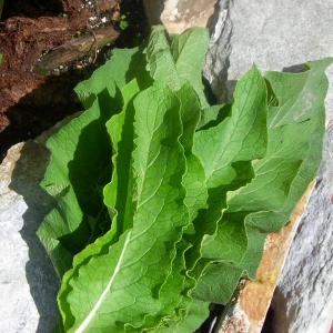  Comfrey Leaves  Fresh Morning Harvested ~  USA Farm Direct