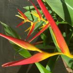 Heliconia Rhizome BareRoot