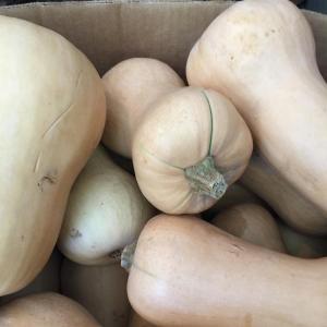 Butternut squash