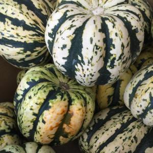 Carnival squash