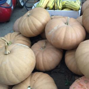 Heirllom New England Cheese pumpkins