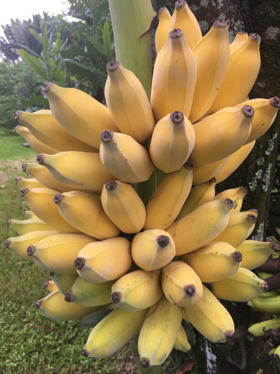 Banana's Organic 4 lbs ~ Farm Fresh direct to You 