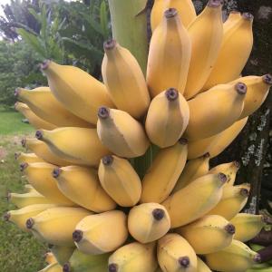 Banana Banana