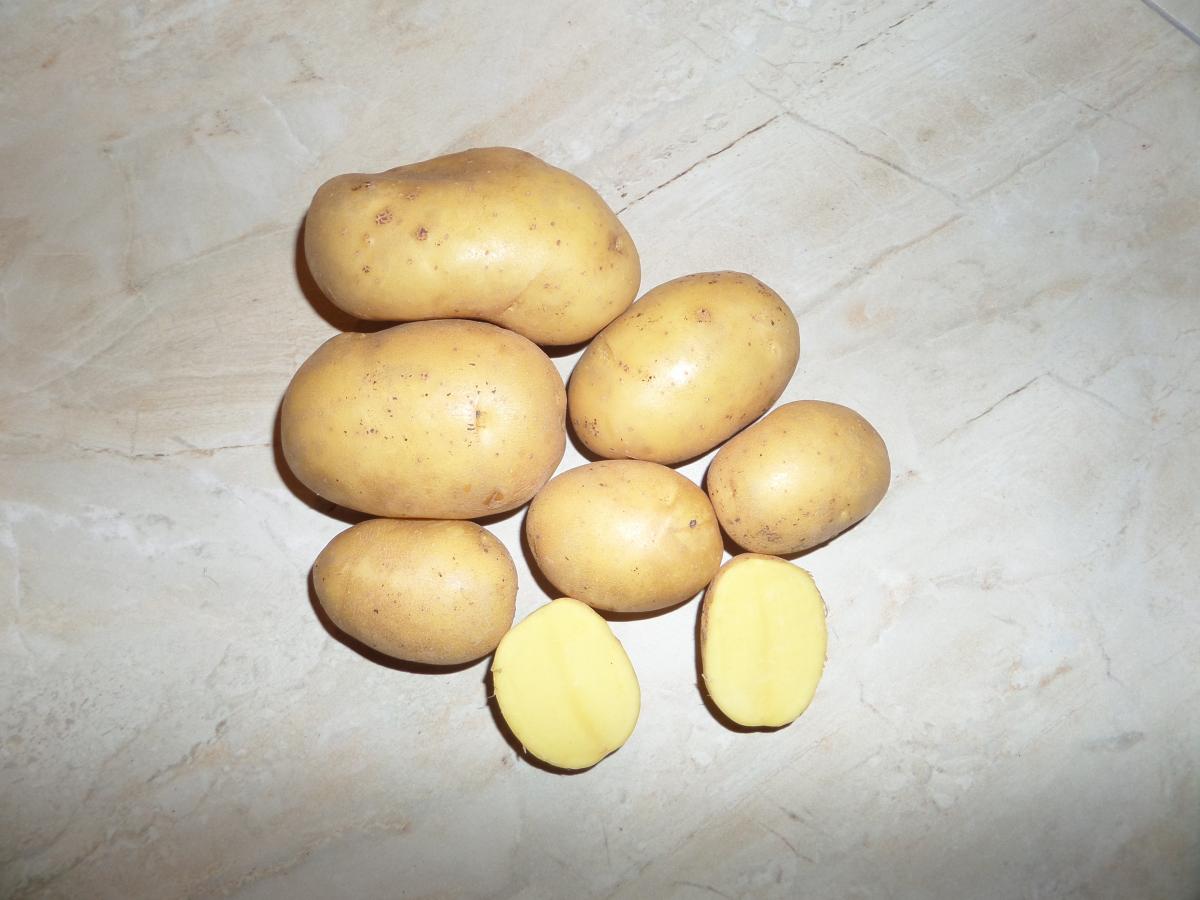 Картофель вега описание сорта фото. Сорт картофеля Вега. Картофель семенной, сорт Вега. Картофель семена Вега. Сорт картошки Вега.