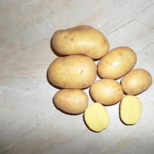 Картофель семенной Вега 1 РС
