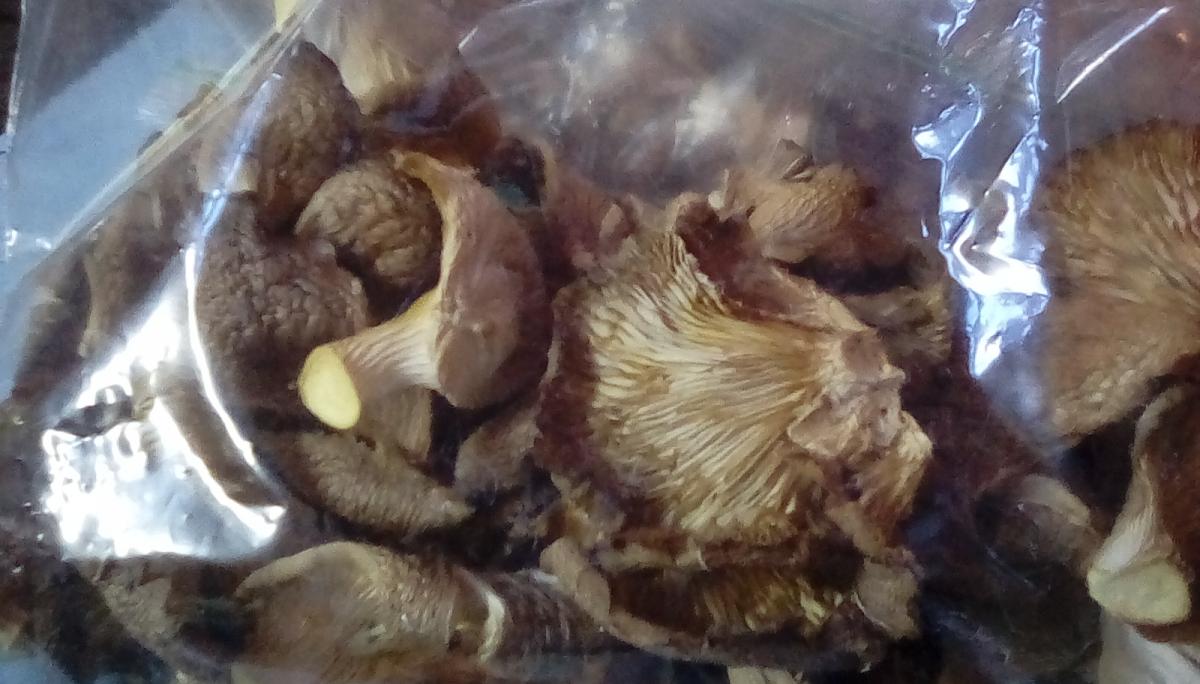 Dried wild oyster mushrooms.