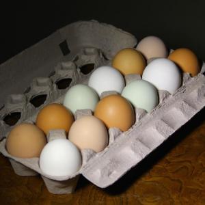 Chicken eggs Chicken eggs