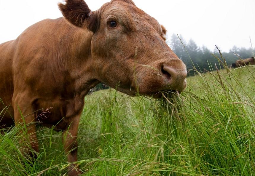Free Images : landscape, nature, grass, field, farm, meadow, summer, pasture, gr