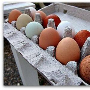 Pastured Chicken Eggs Pastured Chicken Eggs