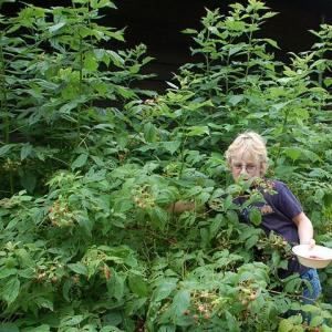 Raspberries 