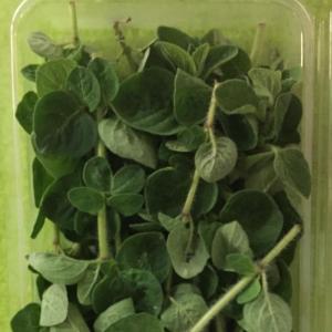 Oregano Oregano