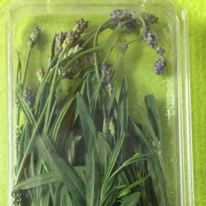 Lavender Lavender