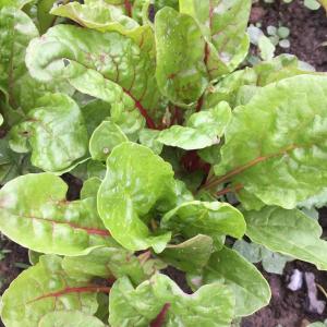 Swiss chard Swiss chard