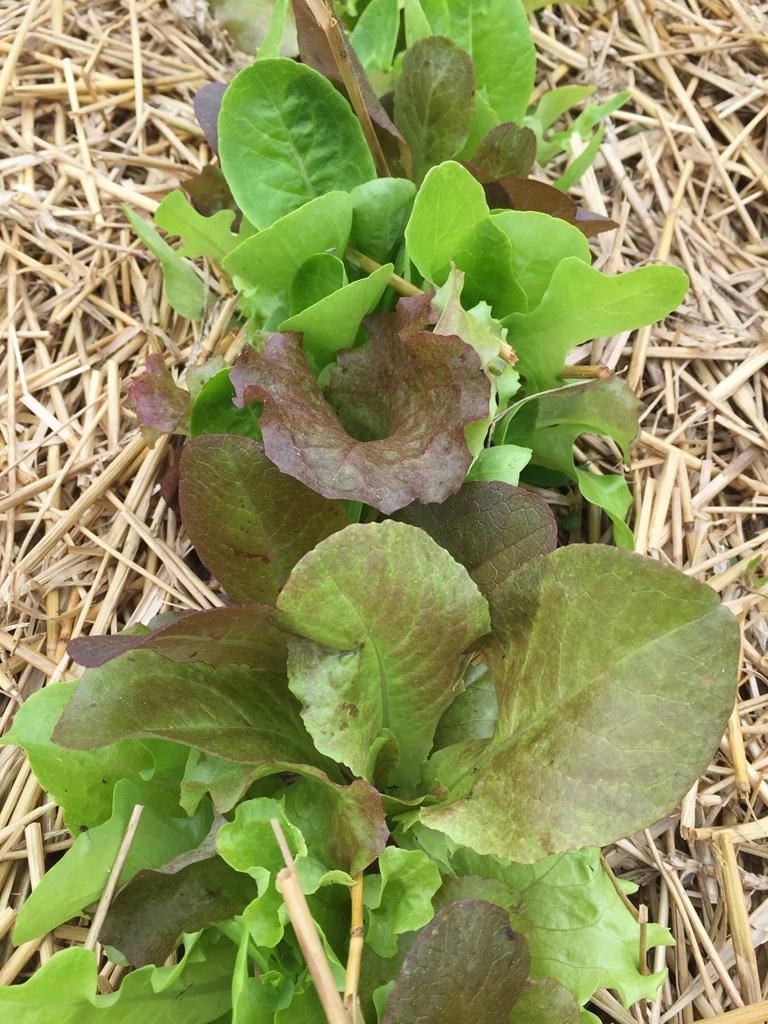 Lettuce mix (bagged) Grassfed on the Hill