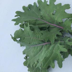 Red Russian kale Red Russian kale