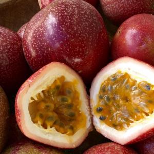 Passion Fruit Florida Farm Fresh ~ Bursting with Tropical Flavor 