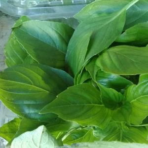 fresh basil