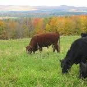 Grassfed Beef - Wholesale. Multiple product options available: 8 Grassfed Beef - Wholesale. Multiple product options available: 8