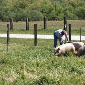 Pastured Pork - Wholesale Pastured Pork - Wholesale