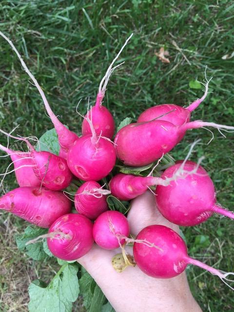 Pink Radishes - Grassfed on the Hill