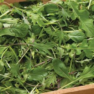 Kale/Stir Fry Mix Kale/Stir Fry Mix