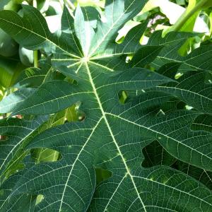 Organic Fresh Papaya Leaves ~ Shipped Same day as harvest Organic Fresh Papaya Leaves ~ Shipped Same day as harvest