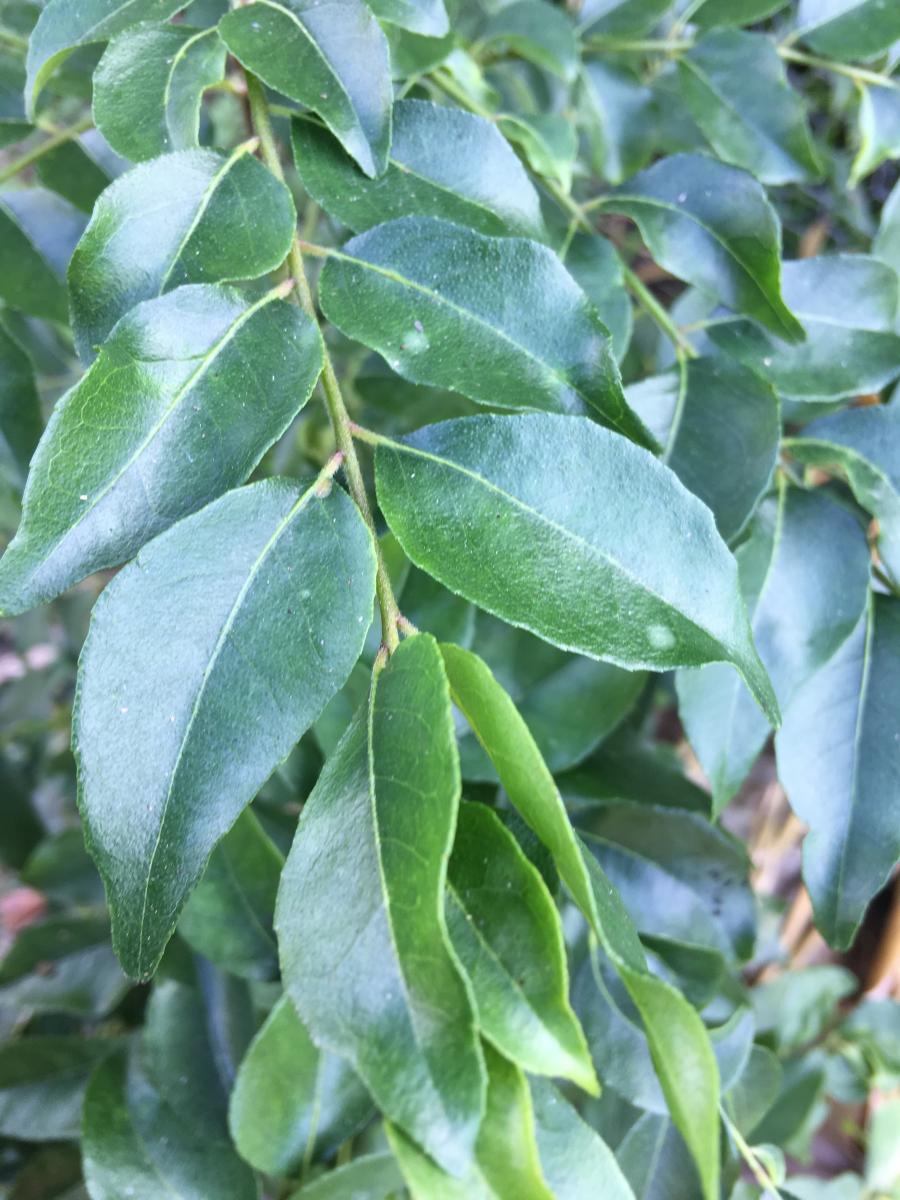 Fragrant Curry Leaves ~ Authentic Fresh Organic Cooking Herb 