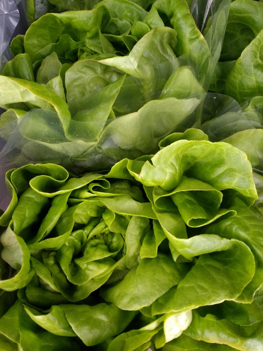 Butterhead Rex MAFA Mercantile