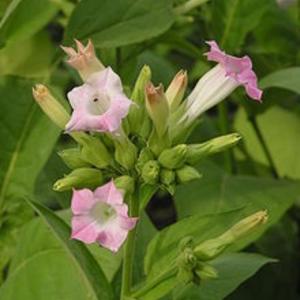 Tobacco Seeds - Nicotiana Tabacum (Havana 608 Cuban Tobacco). 所有分装: 2 Tobacco Seeds - Nicotiana Tabacum (Havana 608 Cuban Tobacco). 所有分装: 2