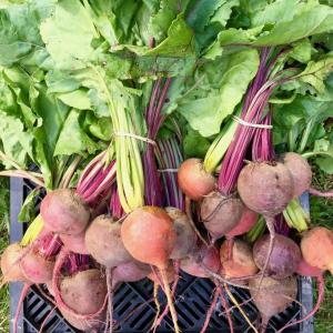 Produce- Beets with out tops Produce- Beets with out tops