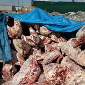 Оленина в тушах