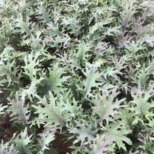 Produce- Kale, Red Russian