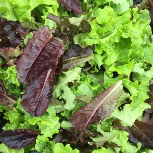 Produce- Lettuce Head or Leaf