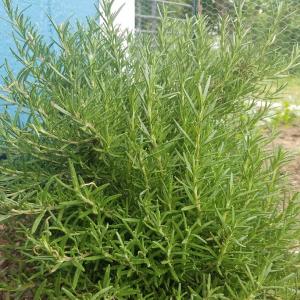 Rosemary Rosemary