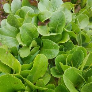 Mixed Greens Mixed Greens