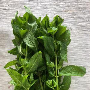 Herbs, Lemon Balm