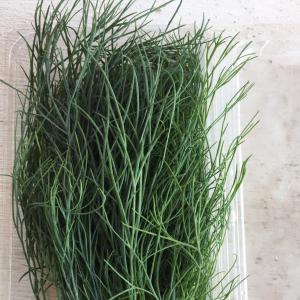 Herbs, Dill
