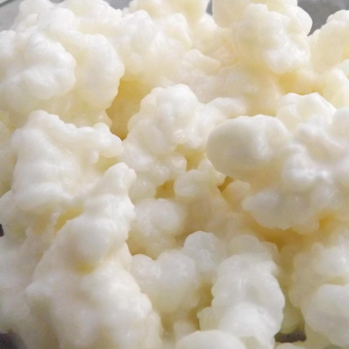 Kefir grains