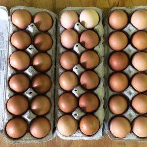 Fresh eggs