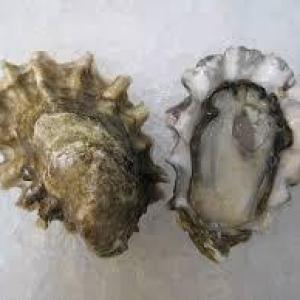 Arcadia Point Oysters