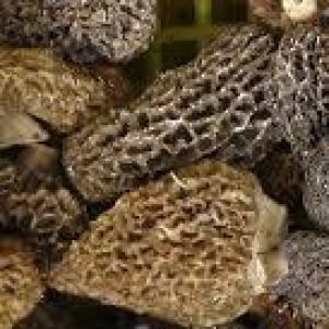 Morels, Cultivated, Organicaly Grown